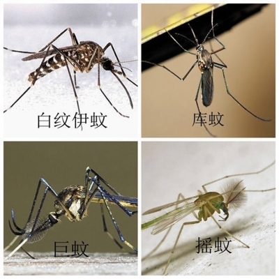 扬州市区40个点监测蚊子行踪 今夏蚊子多爱叮o型血