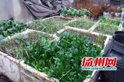 古稀老太自给自足天台种菜 青菜菠菜萝卜等共34箱